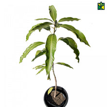 Load image into Gallery viewer, Puspita Nursery Kesar Mango Plant Sweet &amp; Juicy
