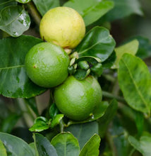 Load image into Gallery viewer, Puspita Nursery Thriving Kagzi Nimboo Plant – Lush Citrus Delight for Your Home &amp; Garden
