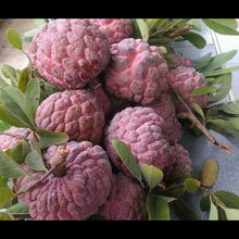 Load image into Gallery viewer, Rare Thai Sugar-Apple Sitafal fruit Plant (Annona squamosa) Rare Variety Fresh &amp; Healthy Plant
