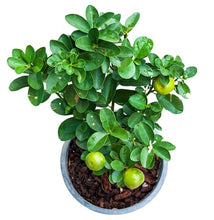 Load image into Gallery viewer, Puspita Nursery Thriving Kagzi Nimboo Plant – Lush Citrus Delight for Your Home &amp; Garden
