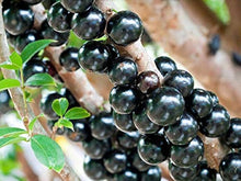 Load image into Gallery viewer, Puspita Nursery Original Brazilian grape Jaboticaba Escarlate Plant Rare &amp; Unique Grafted Fruit Plant

