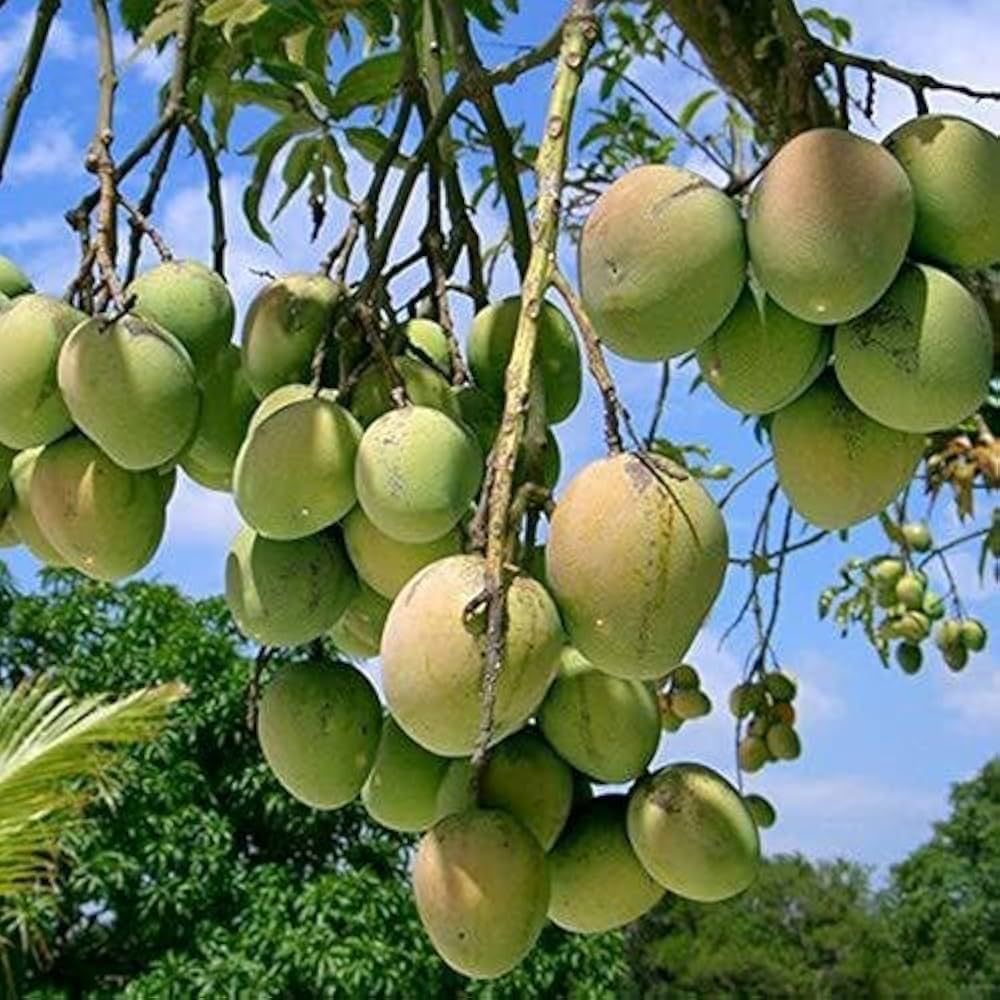 Himsagar Mango Plant Sweetest Mango Fruit King of Mango