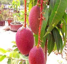 Load image into Gallery viewer, Puspita Nursery Original King Of Chakapat Mango Plant Rare &amp; Unique Variety of Mango Live Plant
