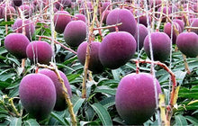 Load image into Gallery viewer, Rare Grafted Thai Purple Mango Living Plant Healthy &amp; Fresh Most Expensive Variety Gives Fruit Round the Year
