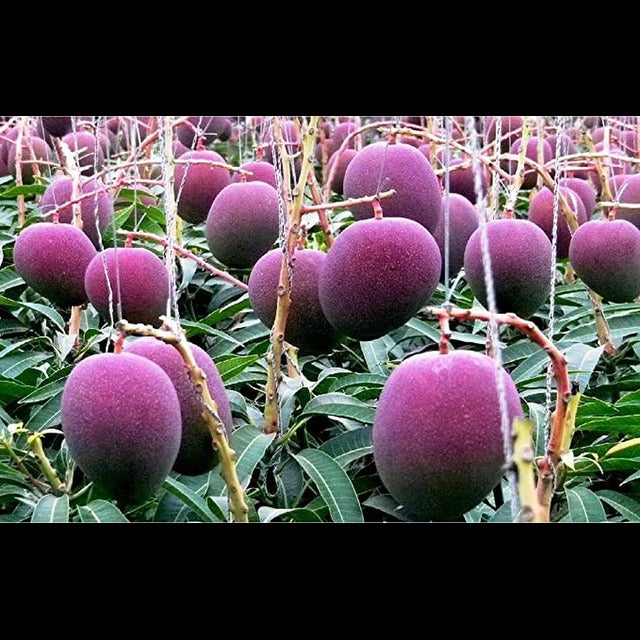 Rare Grafted Thai Purple Mango Living Plant Healthy & Fresh Most Expensive Variety Gives Fruit Round the Year