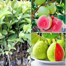 Load image into Gallery viewer, Puspita Nursery Taiwan Pink Guava Rare Dwarf Variety Grafted Live Plant Short Time Fruit
