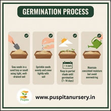 Load image into Gallery viewer, Puspita Nursery Aster Double Mixed Flower Seeds – Premium Quality, Multi-Color Blooms, Easy to Grow for Home Garden, Pots &amp; Borders
