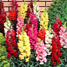 Load image into Gallery viewer, Puspita Nursery Antirrhinum Mixed Flower Seeds – Vibrant Snapdragon Blooms | Easy to Grow Annuals | Ideal for Pots, Borders &amp; Gardens | Long-Lasting Winter Flowers
