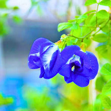Load image into Gallery viewer, Puspita Nursery Aprajita Double Seed – Beautiful Blue Clitoria Ternatea Vine | Fast Growing Flowering Creeper | Ideal for Home Garden, Terrace &amp; Balcony | Easy to Grow Seeds
