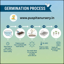 Load image into Gallery viewer, Puspita Nursery Bhangar Begun (Eggplant) Seeds – 10 gm | High-Yield Hybrid Brinjal Variety | Easy Germination Vegetable Seeds for Home Garden &amp; Farm | All Season Planting | Fast Growth &amp; Disease Resistant
