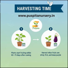 Load image into Gallery viewer, Puspita Nursery Bhangar Begun (Eggplant) Seeds – 10 gm | High-Yield Hybrid Brinjal Variety | Easy Germination Vegetable Seeds for Home Garden &amp; Farm | All Season Planting | Fast Growth &amp; Disease Resistant
