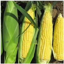 Load image into Gallery viewer, Puspita Nursery Bhutta (Corn/Maize) Seeds – 100 gm | High-Yield Sweet Corn Variety | Fast Germination &amp; Strong Growth | Suitable for Home Garden &amp; Farm | All Season Cultivation | Disease Resistant Vegetable Seeds
