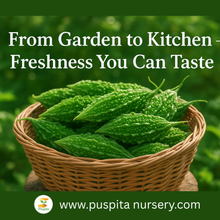 Load image into Gallery viewer, Premium Bitter Gourd Seeds 50gm Pack– High Germination Organic Vegetable Seeds
