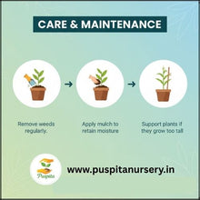 Load image into Gallery viewer, Puspita Nursery Bhutta (Corn/Maize) Seeds – 100 gm | High-Yield Sweet Corn Variety | Fast Germination &amp; Strong Growth | Suitable for Home Garden &amp; Farm | All Season Cultivation | Disease Resistant Vegetable Seeds
