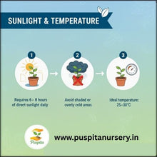 Load image into Gallery viewer, Puspita Nursery Bhutta (Corn/Maize) Seeds – 100 gm | High-Yield Sweet Corn Variety | Fast Germination &amp; Strong Growth | Suitable for Home Garden &amp; Farm | All Season Cultivation | Disease Resistant Vegetable Seeds
