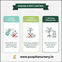 Load image into Gallery viewer, Puspita Nursery Chinese Cabbage Seeds – 10 gm | High-Yield Hybrid Napa Cabbage Variety | Ideal for Home Garden &amp; Terrace Pots | Fast Germination &amp; Easy to Grow | Organic Leafy Vegetable Seeds for All Seasons
