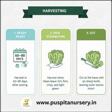Load image into Gallery viewer, Puspita Nursery Chinese Cabbage Seeds – 10 gm | High-Yield Hybrid Napa Cabbage Variety | Ideal for Home Garden &amp; Terrace Pots | Fast Germination &amp; Easy to Grow | Organic Leafy Vegetable Seeds for All Seasons
