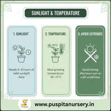 Load image into Gallery viewer, Puspita Nursery Chinese Cabbage Seeds – 10 gm | High-Yield Hybrid Napa Cabbage Variety | Ideal for Home Garden &amp; Terrace Pots | Fast Germination &amp; Easy to Grow | Organic Leafy Vegetable Seeds for All Seasons
