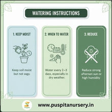 Load image into Gallery viewer, Puspita Nursery Chinese Cabbage Seeds – 10 gm | High-Yield Hybrid Napa Cabbage Variety | Ideal for Home Garden &amp; Terrace Pots | Fast Germination &amp; Easy to Grow | Organic Leafy Vegetable Seeds for All Seasons
