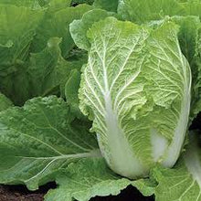 Load image into Gallery viewer, Puspita Nursery Chinese Cabbage Seeds – 10 gm | High-Yield Hybrid Napa Cabbage Variety | Ideal for Home Garden &amp; Terrace Pots | Fast Germination &amp; Easy to Grow | Organic Leafy Vegetable Seeds for All Seasons
