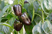 Load image into Gallery viewer, Puspita Nursery Chocolate Capsicum Seeds – 10gm | Exotic Sweet Brown Bell Pepper Variety | High-Yield Hybrid for Home Garden &amp; Terrace Pots | Fast Germination &amp; Disease Resistant | Easy to Grow Vegetable Seeds
