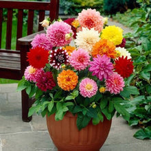 Load image into Gallery viewer, Puspita Nursery Dahlia Top Star Mixed Flower Seeds – Premium Quality, Large Blooming Multi-Color Flowers, Ideal for Pots, Borders &amp; Home Gardens
