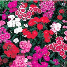 Load image into Gallery viewer, Puspita Nursery Dianthus Mixed Flower Seeds – Beautiful Winter Blooming Flower | Multi-Color, Fragrant &amp; Easy to Grow | Perfect for Pots, Borders, Terrace &amp; Garden | High Germination &amp; Long Lasting Blooms

