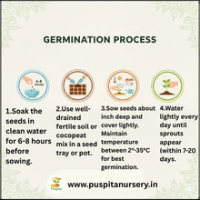 Load image into Gallery viewer, Puspita Nursery Drumstick ODC 3 Seeds (10gm Pack) – Premium Hybrid Moringa Seeds | High Yield &amp; Fast Growth Variety | Suitable for Home Garden, Organic &amp; Commercial Farming | High Nutritional Value | Easy to Grow
