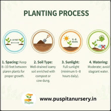 Load image into Gallery viewer, Puspita Nursery Drumstick ODC 3 Seeds (10gm Pack) – Premium Hybrid Moringa Seeds | High Yield &amp; Fast Growth Variety | Suitable for Home Garden, Organic &amp; Commercial Farming | High Nutritional Value | Easy to Grow
