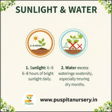 Load image into Gallery viewer, Puspita Nursery Drumstick ODC 3 Seeds (10gm Pack) – Premium Hybrid Moringa Seeds | High Yield &amp; Fast Growth Variety | Suitable for Home Garden, Organic &amp; Commercial Farming | High Nutritional Value | Easy to Grow
