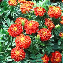 Load image into Gallery viewer, Puspita Nursery French Marigold Red Flower Seeds – Bright Red Blooms for Home Garden, Terrace, Balcony &amp; Pots | Easy to Grow Annual Flower | High Germination Rate
