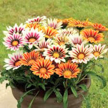 Load image into Gallery viewer, Puspita Nursery Gazania Mixed Flower Seeds – Bright Multicolor Blooms for Garden &amp; Pots | Easy to Grow | Long-Lasting Summer Flower | Premium Quality Seeds by Puspita Nursery
