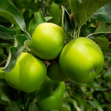 Load image into Gallery viewer, Puspita Nursery Thai Apple Plant Red Color Very Sweet &amp; Juicy
