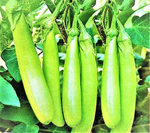 Load image into Gallery viewer, Puspita Nursery Green Long Brinjal Seeds (10gm Pack) – High Yield Hybrid Variety | Fast Germination | Ideal for Home &amp; Kitchen Garden | Organic Vegetable Seeds | Easy to Grow
