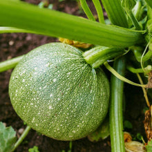 Load image into Gallery viewer, Puspita Nursery Green Squash Seeds – 10gm | High Yield Vegetable Seeds | Easy to Grow for Kitchen Garden, Balcony &amp; Terrace | Fresh Organic Green Squash (Zucchini) Seeds for Home Gardening
