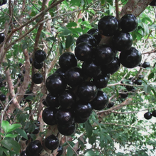 Load image into Gallery viewer, Puspita Nursery Original Brazilian grape Jaboticaba Escarlate Plant Rare &amp; Unique Grafted Fruit Plant
