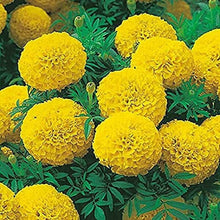 Load image into Gallery viewer, Puspita Nursery Inca Yellow Marigold Seeds – Premium Hybrid Variety | Big Blooming Golden Yellow Flowers | Ideal for Garden, Pots &amp; Landscaping | High Germination Quality Seeds

