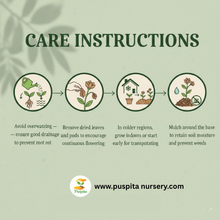 Load image into Gallery viewer, Lablab Bean Seeds for Planting – Hyacinth Bean, Indian Valor, Dolichos Lablab | Fast-Growing Climbing Vine | Heirloom, Non-GMO, High Yield | Vegetable Garden Seeds for Home &amp; Farm 50gm Pack
