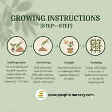 Load image into Gallery viewer, Lablab Bean Seeds for Planting – Hyacinth Bean, Indian Valor, Dolichos Lablab | Fast-Growing Climbing Vine | Heirloom, Non-GMO, High Yield | Vegetable Garden Seeds for Home &amp; Farm 50gm Pack
