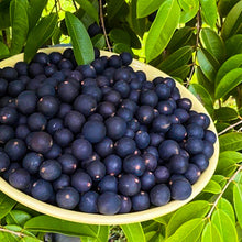 Load image into Gallery viewer, Puspita Nursery Original Brazilian grape Jaboticaba Escarlate Plant Rare &amp; Unique Grafted Fruit Plant
