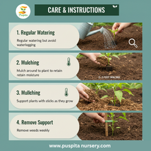 Load image into Gallery viewer, Puspita Nursery Mukta Keshi Begun (Brinjal) Seeds 10gm – High Yield, Early Harvest, Disease-Resistant Vegetable Seeds for Kitchen Garden &amp; Farming
