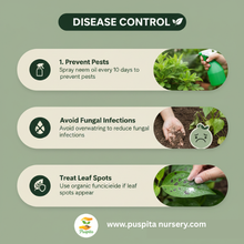 Load image into Gallery viewer, Puspita Nursery Mukta Keshi Begun (Brinjal) Seeds 10gm – High Yield, Early Harvest, Disease-Resistant Vegetable Seeds for Kitchen Garden &amp; Farming
