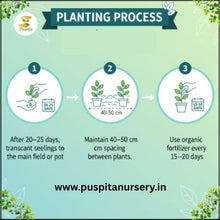 Load image into Gallery viewer, Puspita Nursery Muktajhuri Begun (Eggplant) Seeds – 10 gm | Premium Hybrid Brinjal Variety | High Yield, Disease Resistant, Easy Germination Vegetable Seeds | Suitable for Home Garden &amp; Farm | All Season Planting

