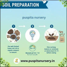 Load image into Gallery viewer, Puspita Nursery Muktajhuri Begun (Eggplant) Seeds – 10 gm | Premium Hybrid Brinjal Variety | High Yield, Disease Resistant, Easy Germination Vegetable Seeds | Suitable for Home Garden &amp; Farm | All Season Planting
