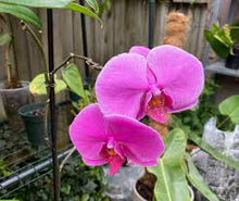 Load image into Gallery viewer, Puspita Nursery “Phalaenopsis Orchid – Elegant Flowering Plant with Long-Lasting Blooms”
