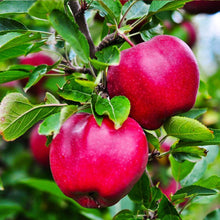 Load image into Gallery viewer, Puspita Nursery Thai Apple Plant Red Color Very Sweet &amp; Juicy
