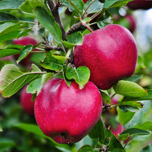 Load image into Gallery viewer, Puspita Nursery Thai Apple Plant Red Color Very Sweet &amp; Juicy
