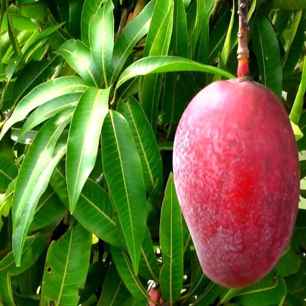 Puspita Nursery Red Apple Mango Plant -High-Quality Grafted Mango Tree for Home Gardens