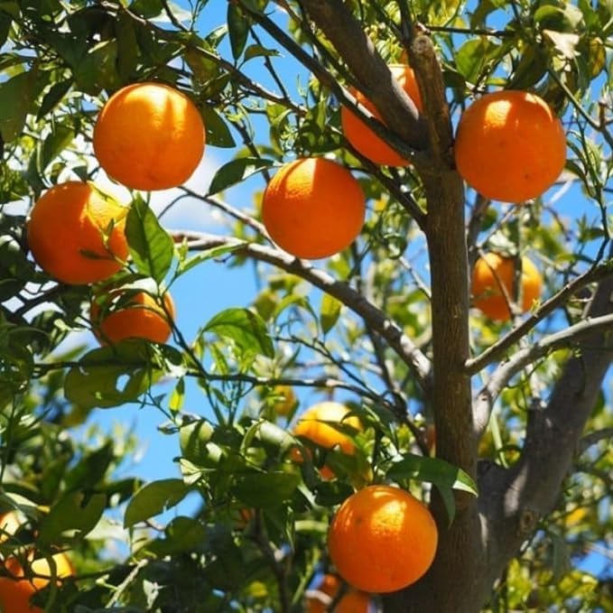 Puspita Nursery Vibrant Chatuki Orange Fruit Plant: A Burst of Citrus Power for Your Garden