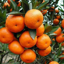 Load image into Gallery viewer, Puspita Nursery Vibrant Chatuki Orange Fruit Plant: A Burst of Citrus Power for Your Garden
